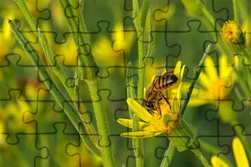 פאזל של Abeja