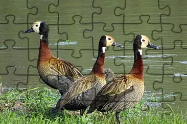 Patos SirirÃ­ Pampa