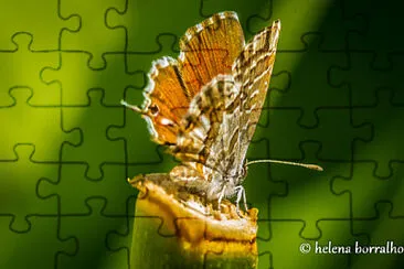 natureza jigsaw puzzle