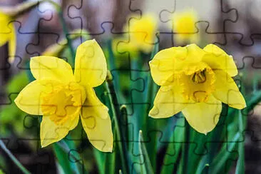 Jonquilles jigsaw puzzle