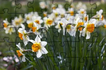 Jonquilles jigsaw puzzle