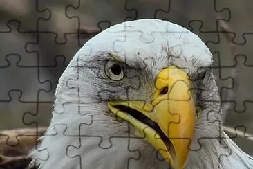 פאזל של Bald Eagle