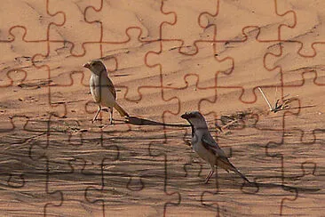 Passero del deserto jigsaw puzzle