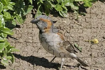 Passero rossiccio del kenia