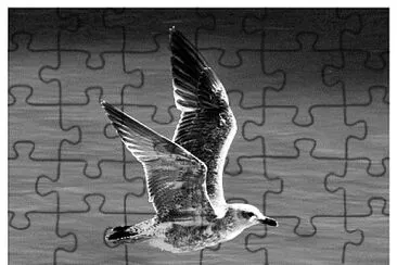 06 Gaviotas del Lago de la Casa de Campo jigsaw puzzle