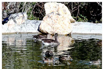 08 Familia de anÃ¡tidas en el Centro de Avifauna jigsaw puzzle