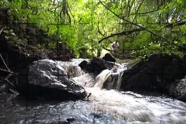 פאזל של natureza e famÃ­lia