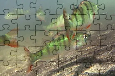 Barsche jigsaw puzzle