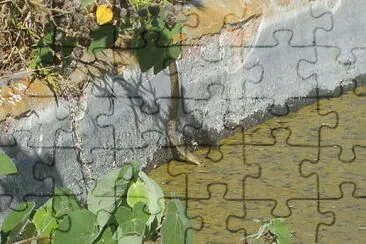 Culebra Tomando Agua