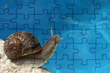 Caracol jigsaw puzzle