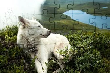  jigsaw puzzle