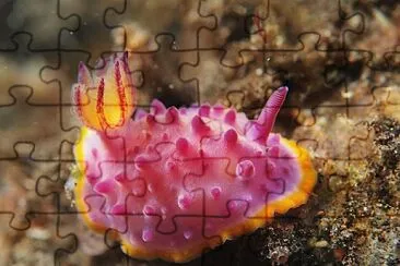 Mexichromis festiva jigsaw puzzle