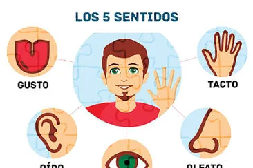 פאזל של los 5 sentidos