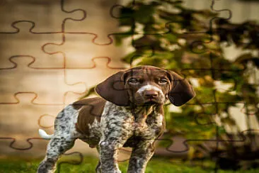 Dog jigsaw puzzle