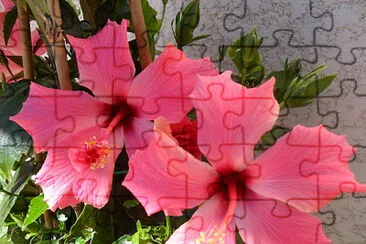 פאזל של hibiscus