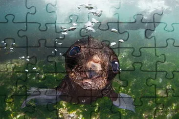 Bebe lobo Marino jigsaw puzzle