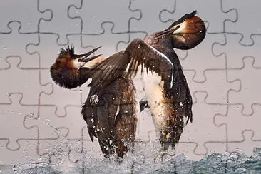 Pelicanos jigsaw puzzle