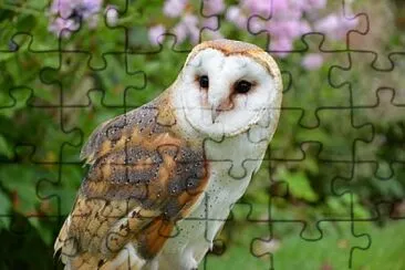 Bhuos, Aves, Pajaros jigsaw puzzle