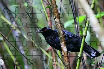 Manucodia chalybatus jigsaw puzzle