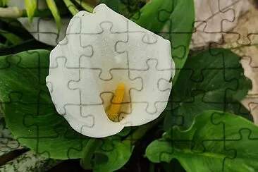 ×§××œ× jigsaw puzzle