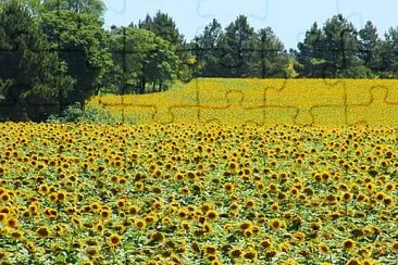 Campo con Girasoles  - ItapÃºa