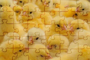 2 jigsaw puzzle