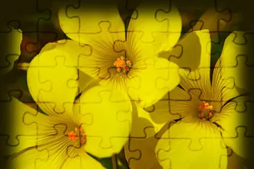 4 jigsaw puzzle