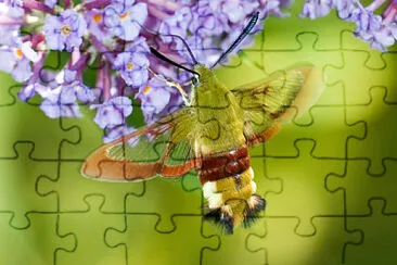 13 Mariposa Esfinge Abejorro jigsaw puzzle