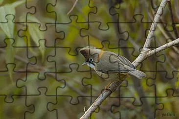 Yuhina flavicollis jigsaw puzzle