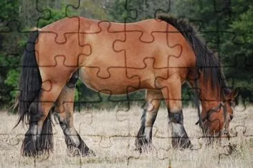 Trait bretone du nord jigsaw puzzle