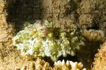 Miamira ceratosoma jigsaw puzzle