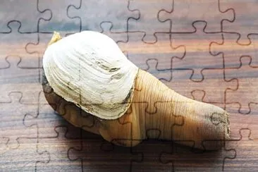 Geoduck jigsaw puzzle