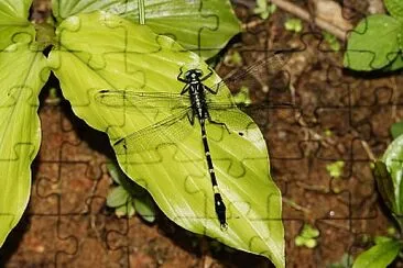 Merogomphus longistima