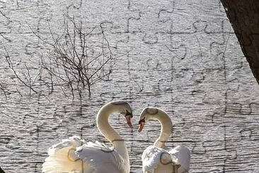 cygne amoureux jigsaw puzzle