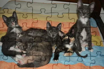 Familia Sununu jigsaw puzzle