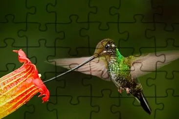 natural jigsaw puzzle