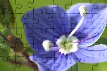 fleur bleue jigsaw puzzle