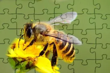 bee