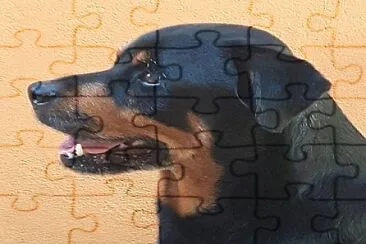  jigsaw puzzle