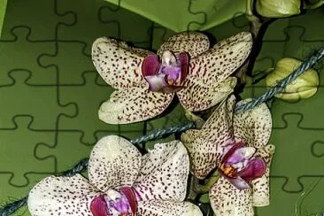 OrchidÃ©es S