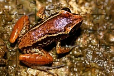 Bronze coqui jigsaw puzzle