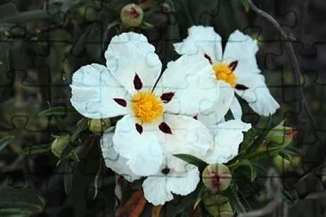 פאזל של flor