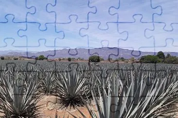 Tequila village landscape jigsaw puzzle