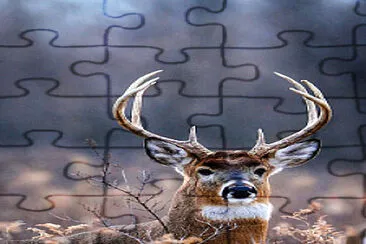 BUCK jigsaw puzzle