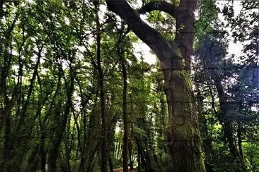 bosque encantado-pontevedra