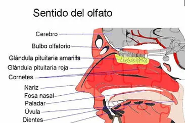 sentido del olfano