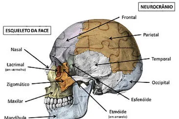 CrÃ¢nio jigsaw puzzle