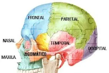 פאזל של ossos do crÃ¢nio