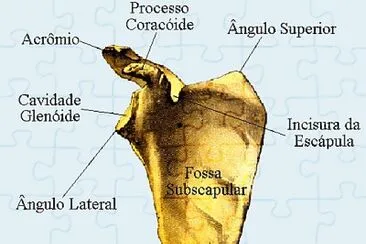 EscÃ¡pula