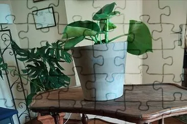 Plante verte jigsaw puzzle